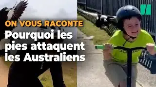 En Australie les pies attaquent les passants et les cyclistes, mais ce n&rsquo;est pas gratuit