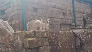 Cute#cat reaction cat kittan viral shorts #cat name is mini please Like and subscribe and share🐈😭😭💔💔