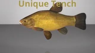 Fishing Planet unique Golden Tench