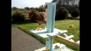 Chicken Obstacle course chain (training chickens)