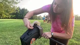 Review of PETNOZ Large Swivel Bin & Rake Pooper Scooper with 20 Waste Bags