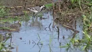 MOTACILLIDAE motacilla alba alba