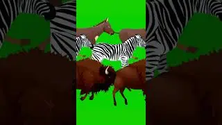 Cartoon Stampede Green Screen | Cartoon Animal Running #donkey #bisonrunning #zebra #stampede