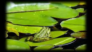 Tik tok Shy Little Frog song (Only Chorus)