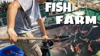KOI & GOLDFISH FARM BREEDING! *CRAZY*