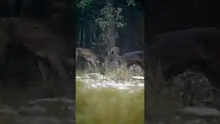 Special encounter between a   Fallow deer and a melanic one 🦌