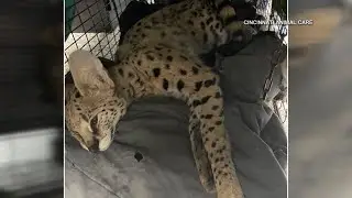 Exotic cat owner: 'It surprised me' serval had cocaine in system