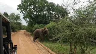 Yala National Park Sri Lanka Safari