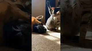 a cat make one punch to the dog #funny #cat #dogs #comedy #cute
