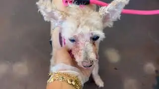 Best Way to Cut Hair on a Senior Dog Without Stress