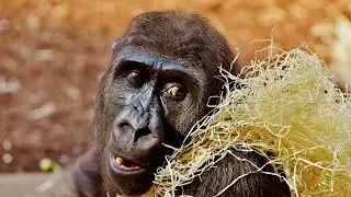Why Monkey Attacks Are Increasing | Monkey Awareness Video