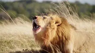 #Lion #AngryLion #Treadmill Fail#AnimalStrength#Wildlife Moments#GymChaos#ViralShorts#حیات_وحش 