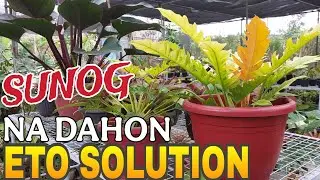 SOLUTION... BAGO MASUNOG ANG AGLAO AND PHILOS #plants #garden #gardening #vlog @highlights #youtube 