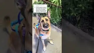 Proof for Service dogs! (Draft Clean Out) #germanshepherd #ServiceDogEducation #WorkingDogs