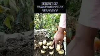 Tomato and Potato on One Plant #shorts