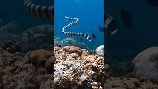 Fakta Seram ular  Sea krait #faktaunik #facts #ular