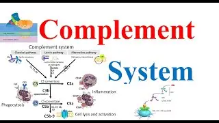 Complement System