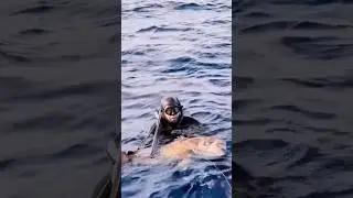 Pescasub: Cerniona bianca over size.. @cetmacompositesspearfishing