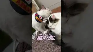 今日は僕がティノ兄を綺麗に毛繕い。 #ノルウェージャンフォレストキャット #猫のいる暮らし #cat #ラグドール