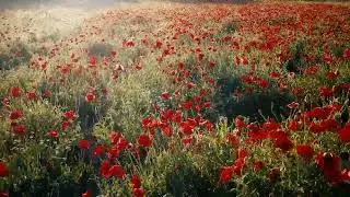 Field of Roses Flowers | Beautiful Stock footage | Copyright Free Background l