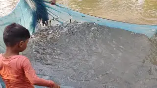 পুখুরীতে জাল দিয়ে অনেক মাছ মারলাম || Village Net Fishing Video || Traditional fishing Video 