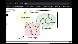  Biochemistry Nucleic acid 