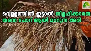 Instant Rice-Aghoni Bora Rice| വെള്ളത്തിൽ ഇട്ടാൽ തിളപ്പിക്കാതെ തന്നെ ചോറ് ആയി മാറുന്ന അരി  അഘോനി ബോറ