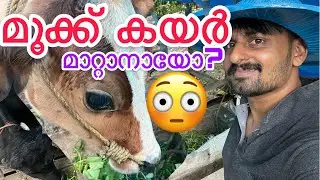 Can you change Manikutty's nose rope? ?😳