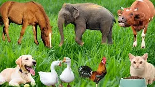 Farm Animal Nutrition: Horse, Sheep, Cow, Duck, Chicken, Pig, Dog, Cat-Animal Video