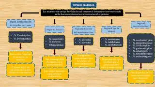 Tipos de Neuronas Jared Madrigal L&oacute;pez 3B TF