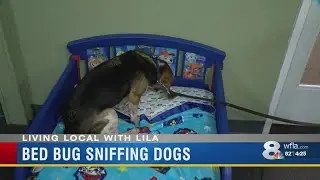 Bed Bug Sniffing Dogs