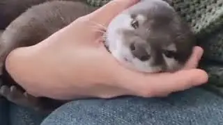 Otters are cute &hearts; | #20072