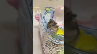 Tiny Hamster, Big Vibes #hamster #relaxing
