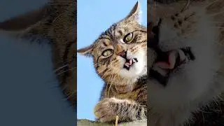 What Does THIS Cat Ear Position Mean?