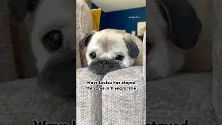The same puppy, just a little older 🥹🤍 #pug #dog