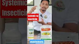 Systemic insecticide para sa mga insekto | Auro insecticide | Lethal insecticide| Tiempo Fungicide