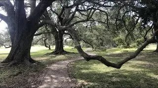 Exploring Audubon Park - 360 Degree - 5k - VR Experience