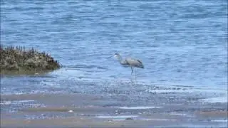 Tri colored Heron Behavior
