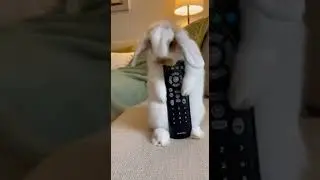 Funny Rabbit's Bold Reaction After Losing the Remote Control
