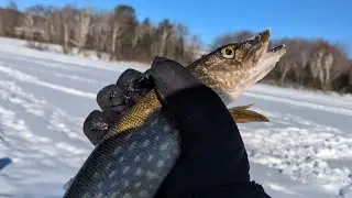 Catching Pike at Circle Lake North Bay 