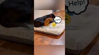 Умная собака попросила о помощи 🐶❤️