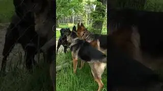 Крутые немецкие овчарки Арчи и Хильда и третий лишний 😁