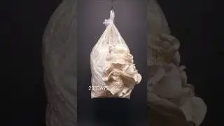 Mushroom timelapse