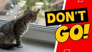 Does Your Cat Miss You When You're Gone