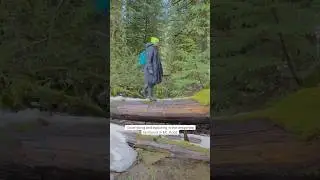I love hiking and exploring the temperate rainforest of Mt. Hood. #temperate #rainforest #mthood
