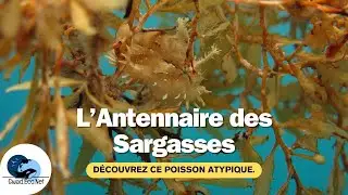 D&eacute;couvrez  un poisson atypique : l'antennaire des sargasses !