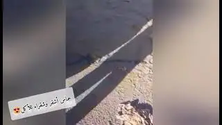 They say hello in their own way🥺😅