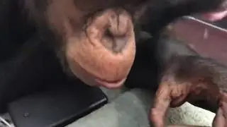 Вот такие сюрпризы преподносят мои Шимпанзе | My Chimpanzees show up to me such surprises