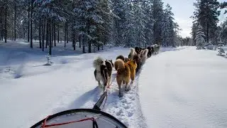 Balade en chien de traineau - Courchevel / Gorpo (HD)