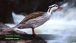 The Torrent Ducks (Merganetta armata) at the Quindio river of the Andean region of Colombia